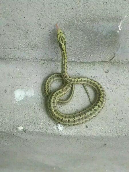 家裡有蛇怎麼辦